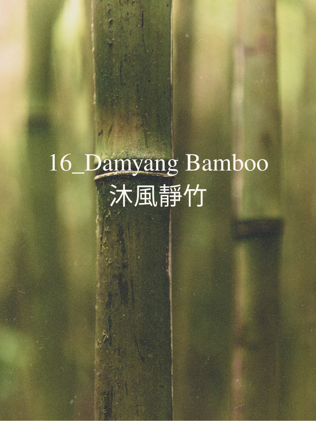 Damyang Bamboo