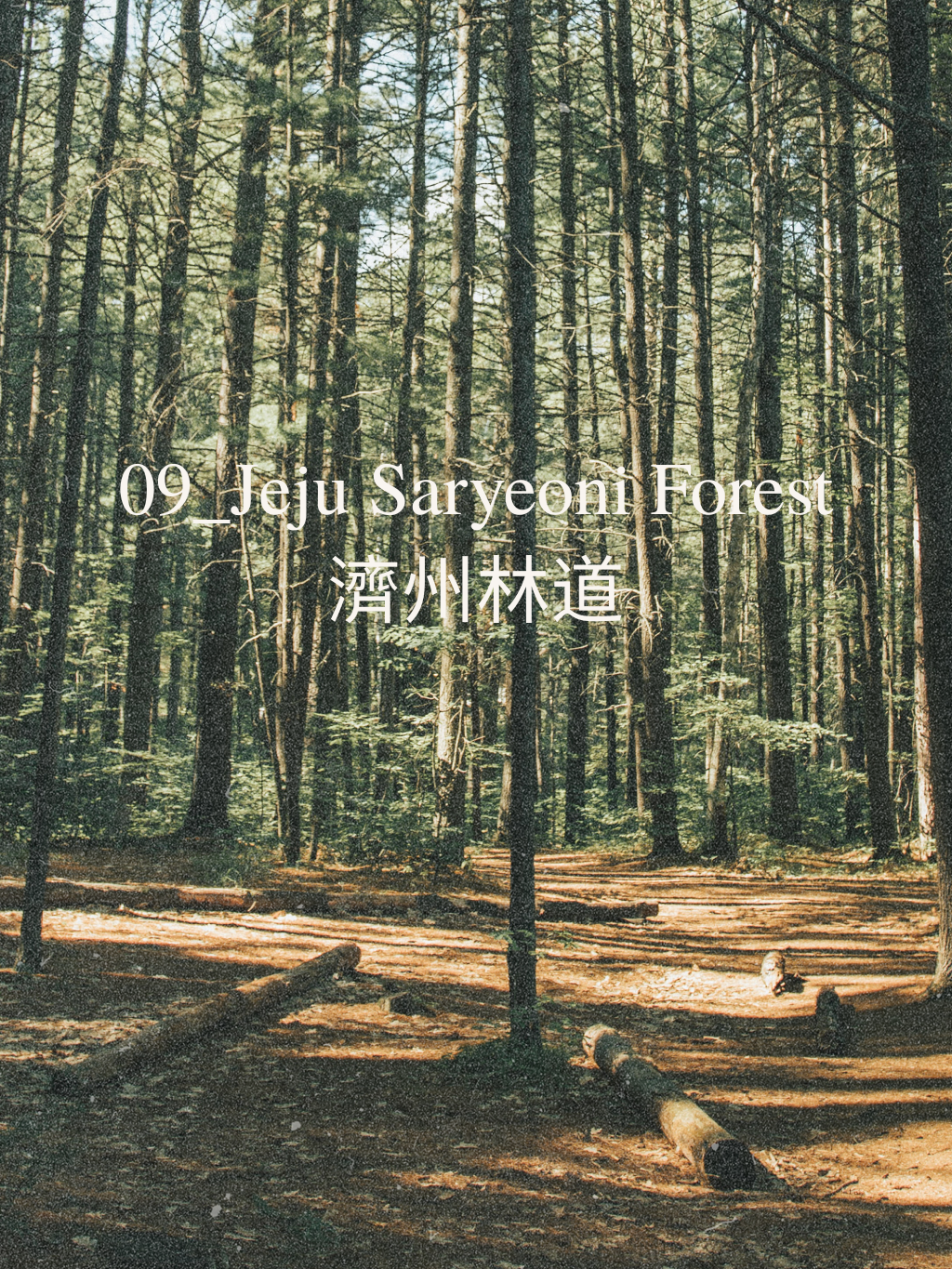 Jeju Saryeoni Forest